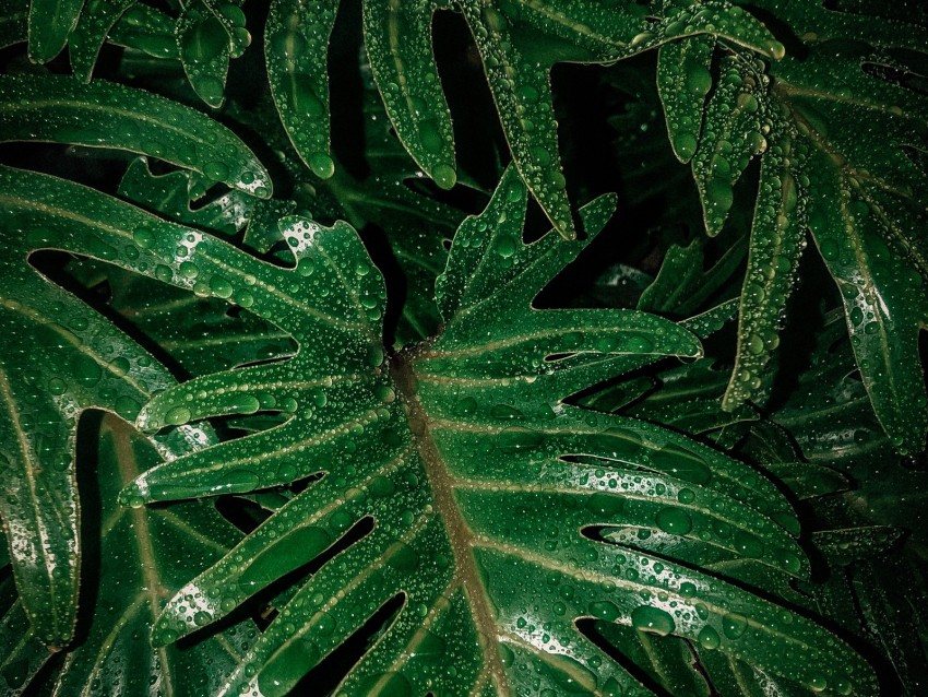 Leaves Drops Moisture Green Wet Background