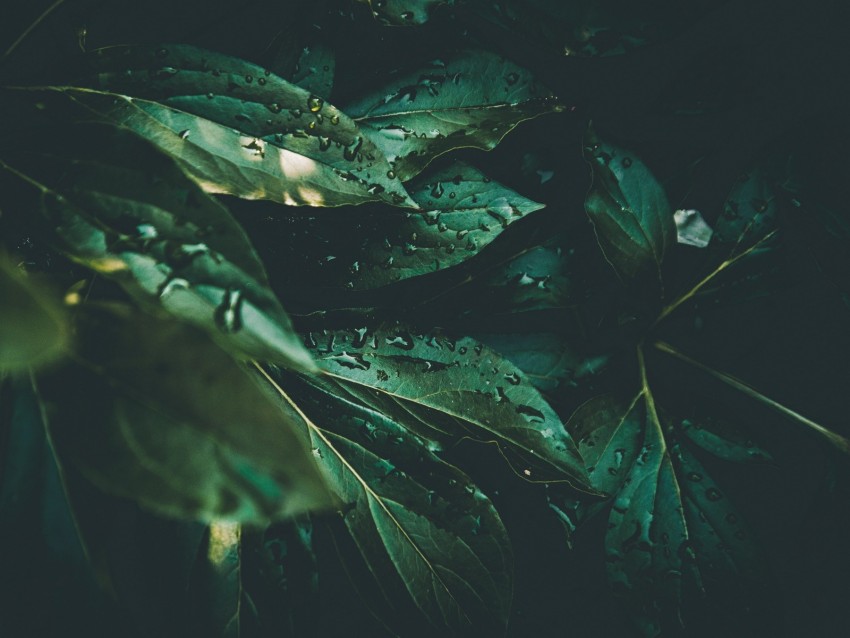 leaves, drops, plant, dew, moisture, green