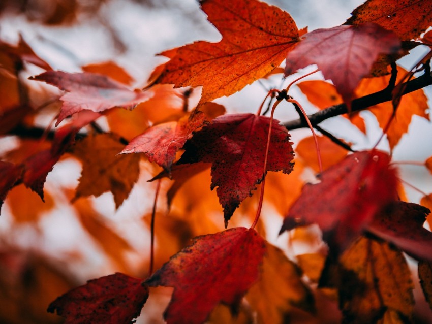 leaves, dry, autumn, branch, maple