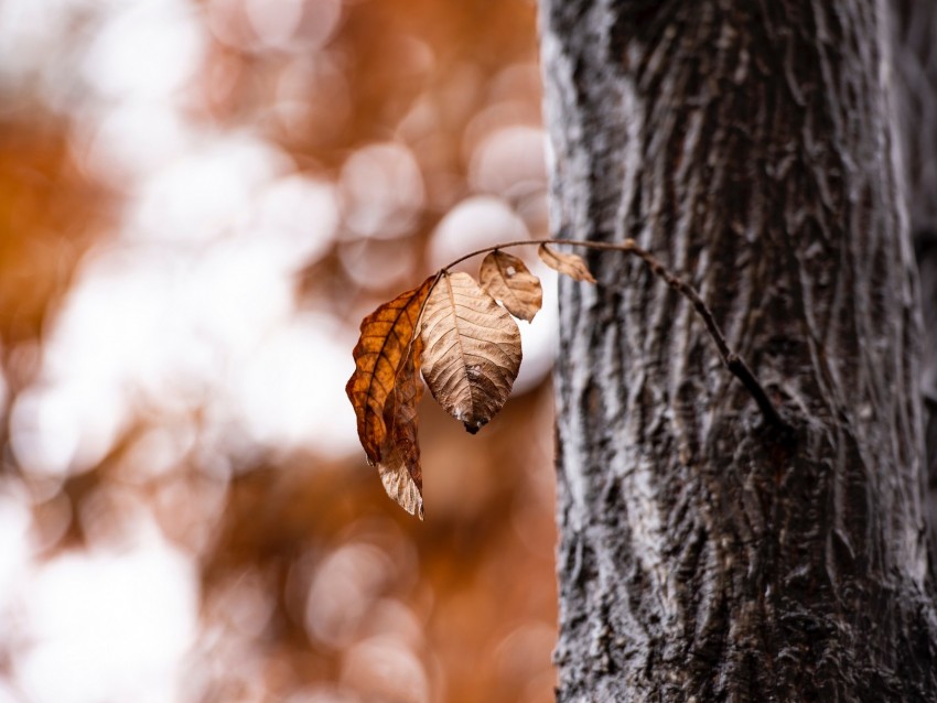 leaves, dry, autumn, branch, tree