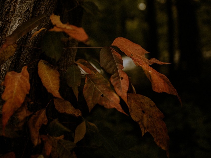 leaves, dry, autumn, branch, trees