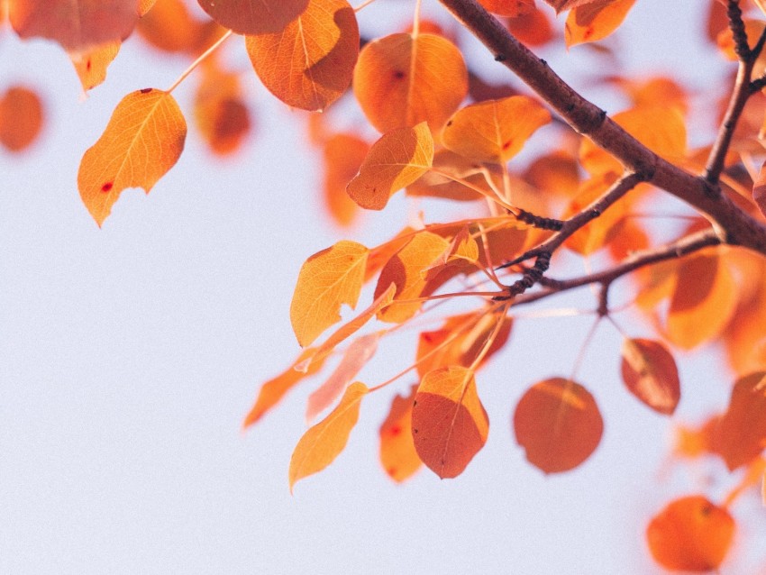 leaves, dry, branch, macro, autumn