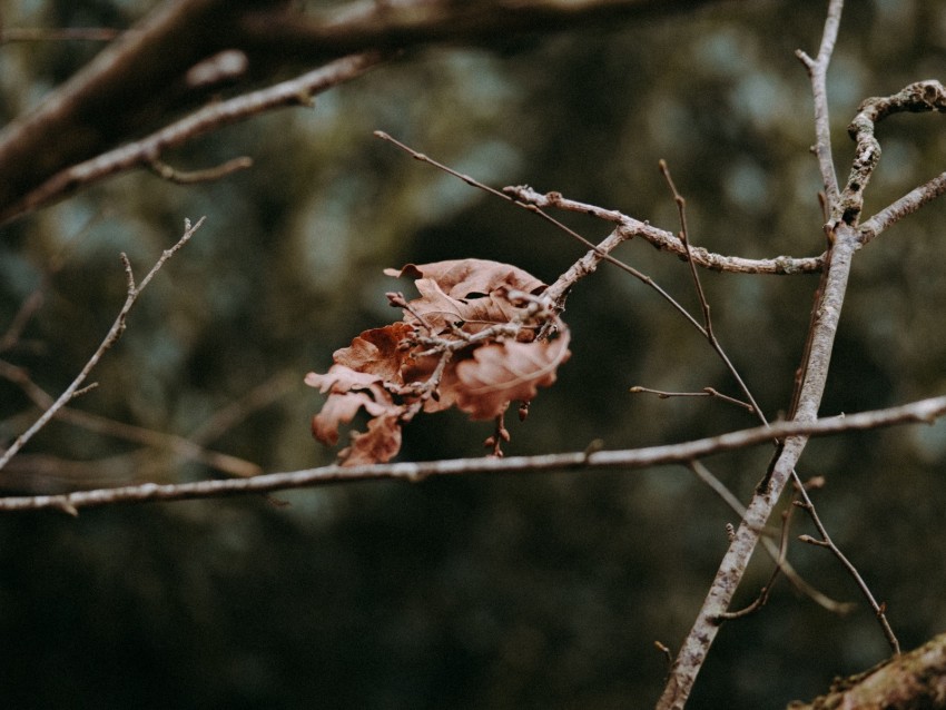 leaves, dry, branches, macro, autumn