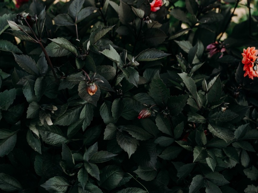 leaves, flowers, green, dark, flora