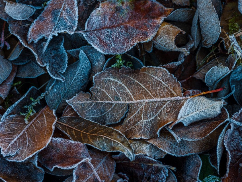 leaves, frost, fallen, autumn