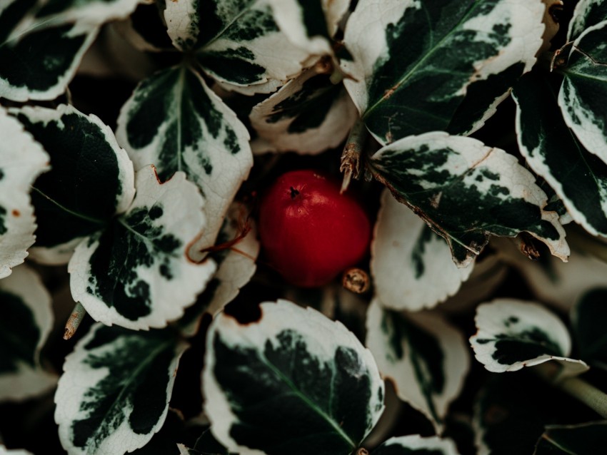 leaves, fruit, plant, macro, closeup