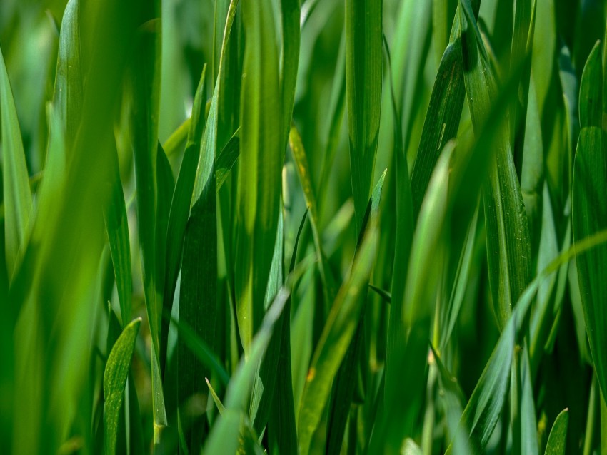 leaves, grass, plant, green