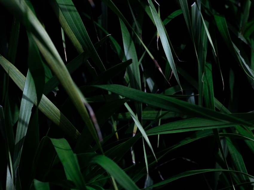 leaves, grass, plant, shadow