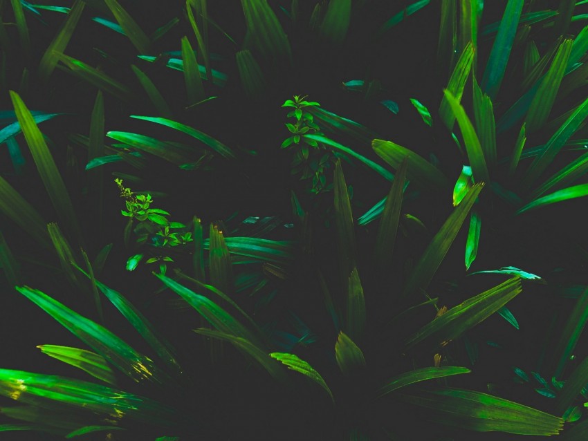 leaves, grass, shadows, dark, plant