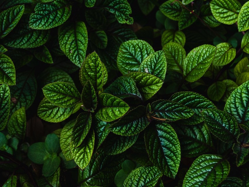 leaves, green, bushes, carved, dark, plant