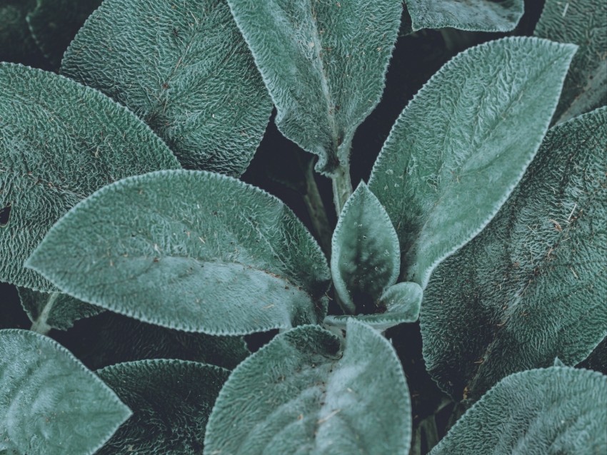 Leaves Green Fluffy Plant Macro Background