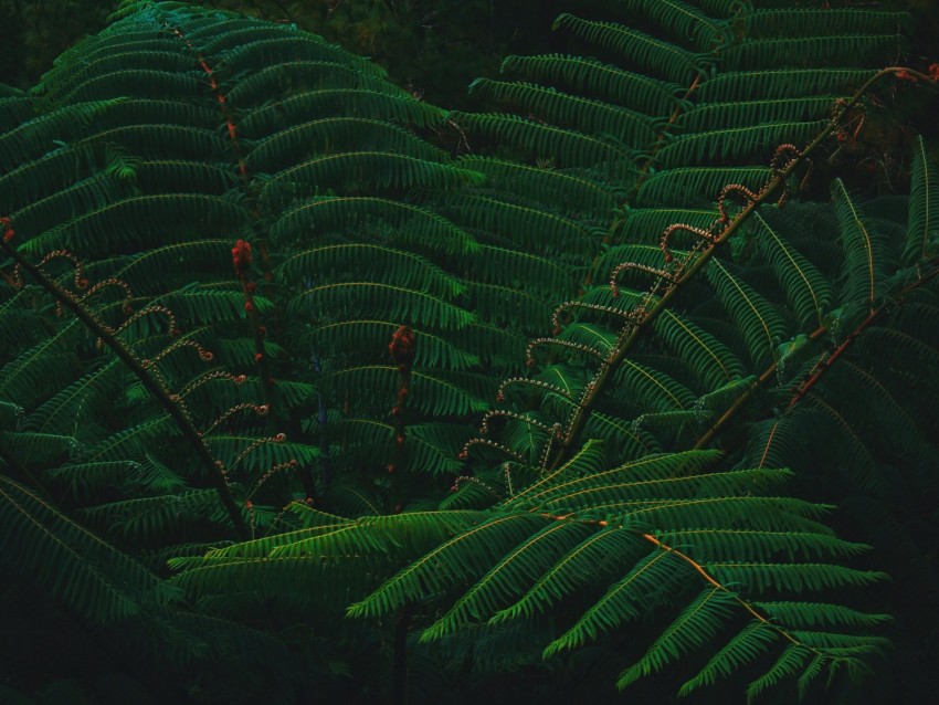 leaves, green, plant, branch