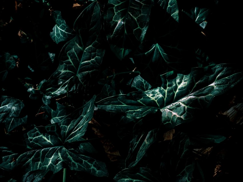 Leaves Green Plant Dark Background