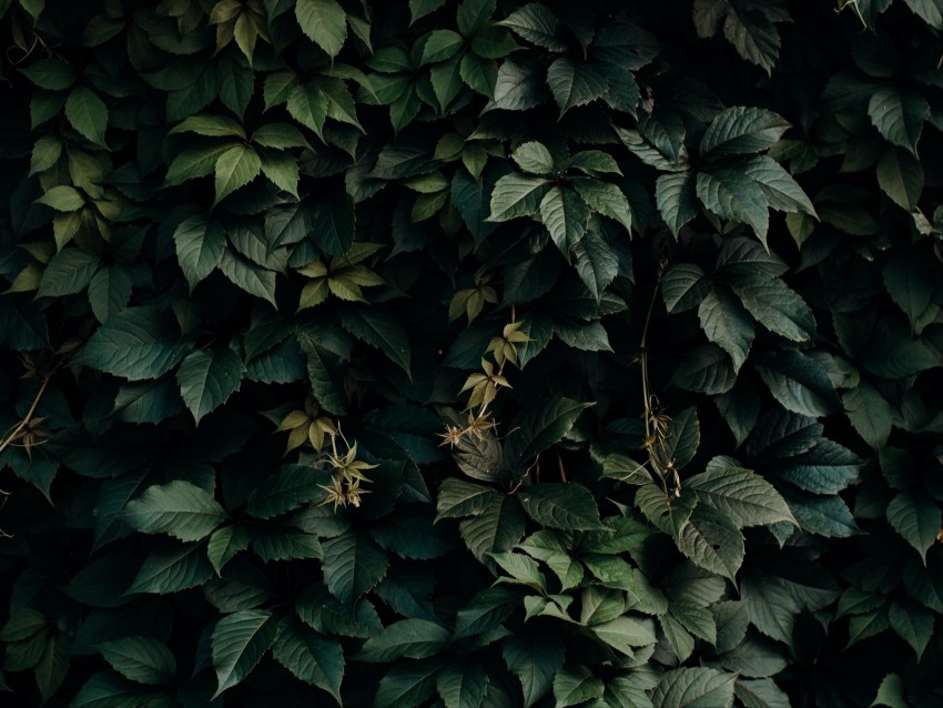 leaves, green, plant, dark, shade