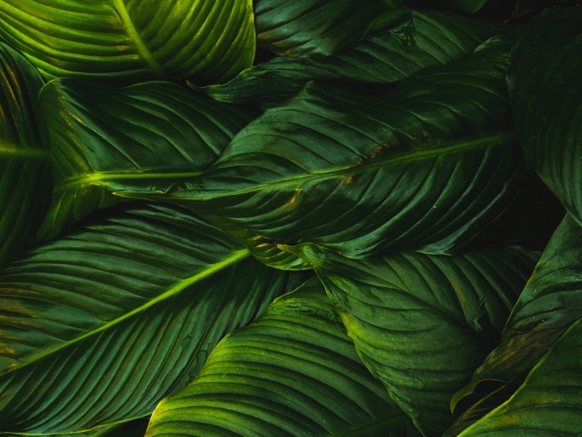 leaves, green, plant, lines, vegetation, greens