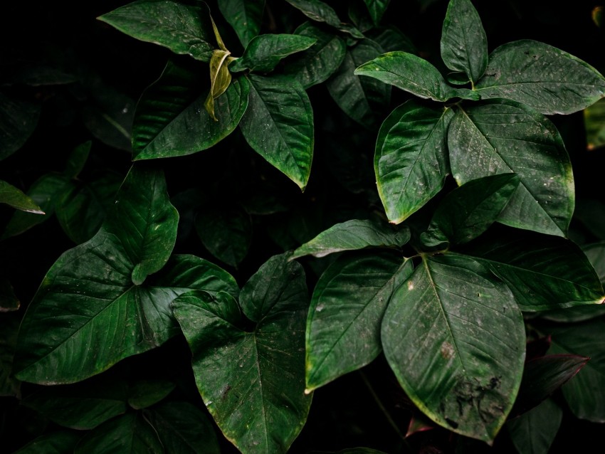 leaves, green, plant, surface, dirty