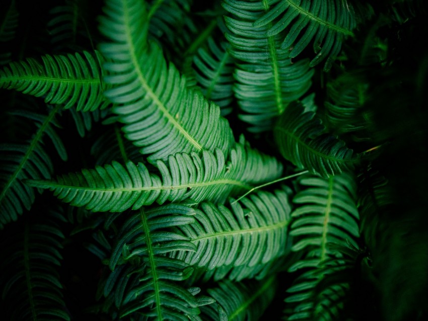 leaves, green, shade, dark, vegetation