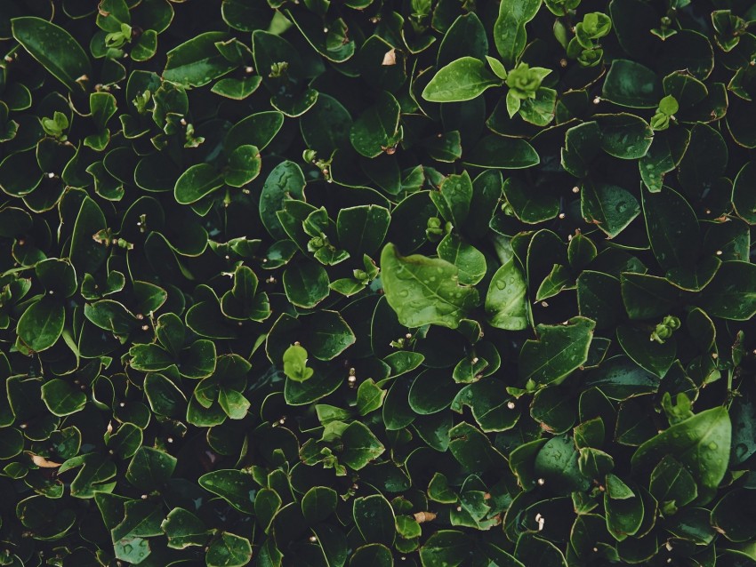 Leaves Green Wet Dew Plants Background