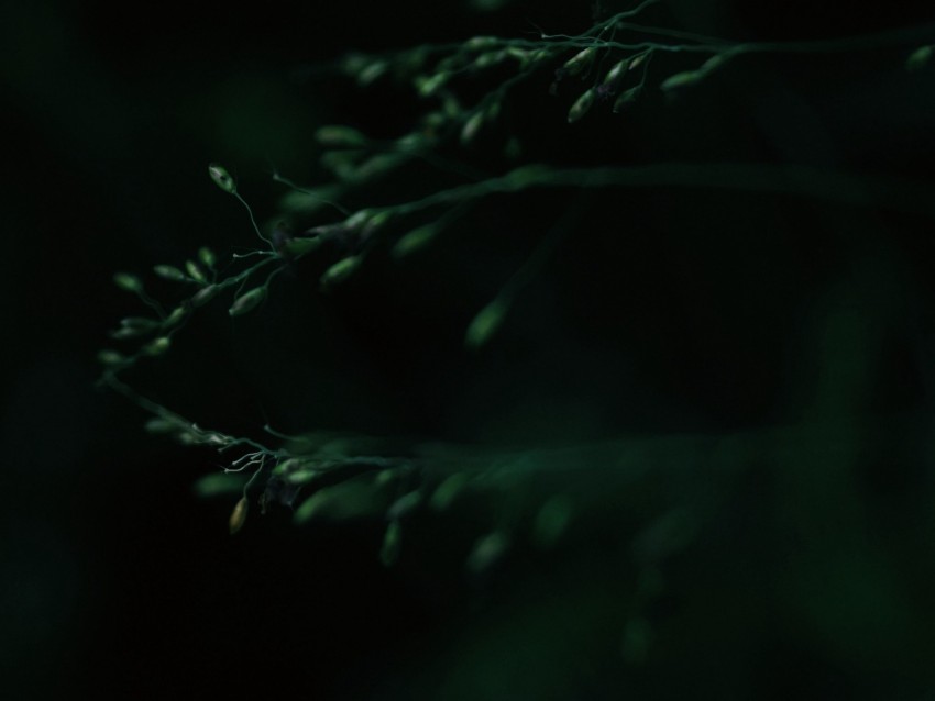 Leaves Macro Dark Green Blur Background