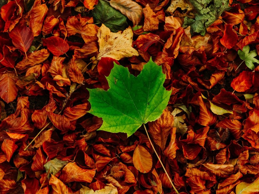 Leaves Maple Autumn Fallen Contrast Background