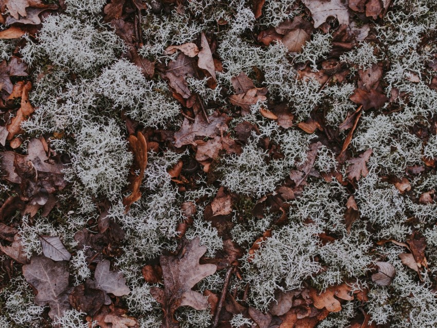 Leaves Moss Dry Ground Fallen Autumn Background