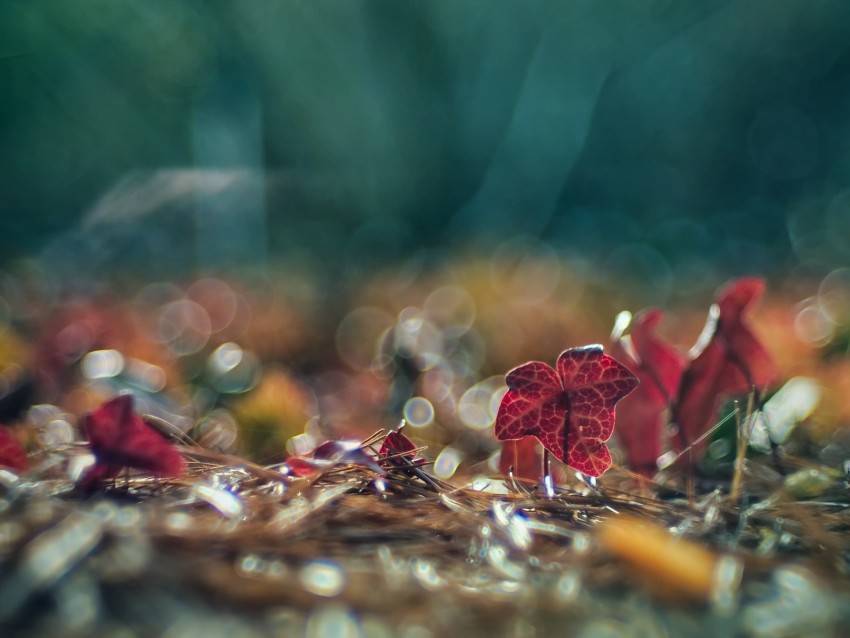 leaves, needles, macro, glare, bokeh