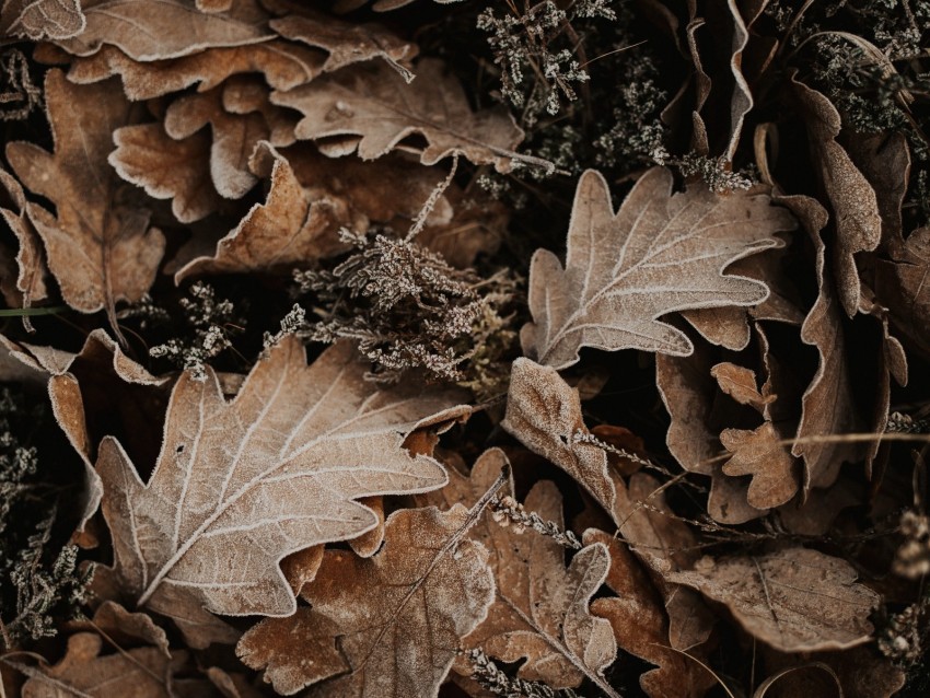 Leaves Oak Autumn Frost Fallen Background