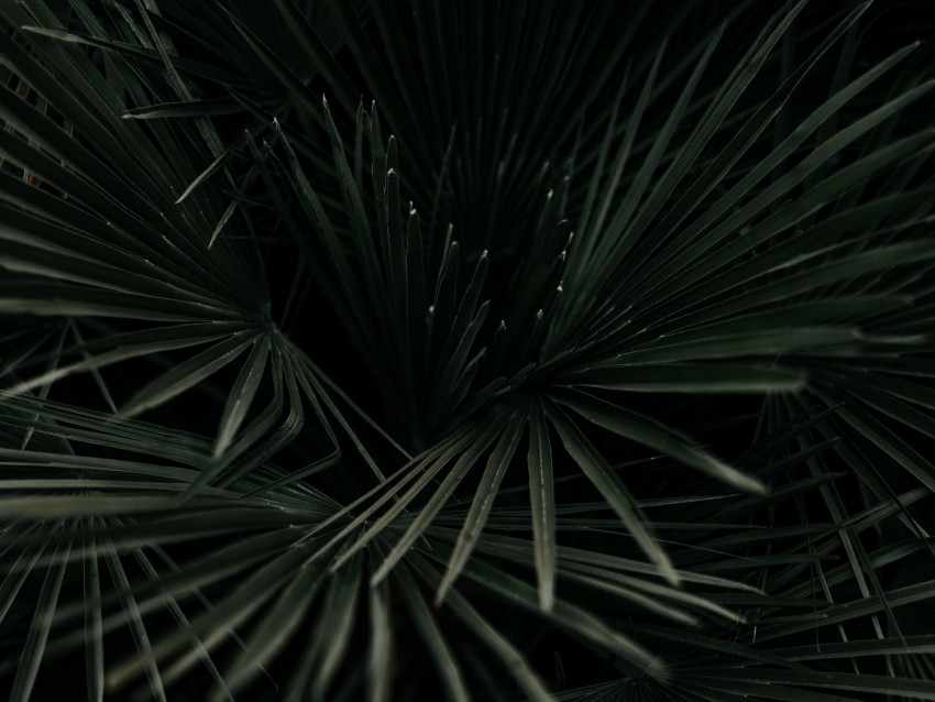 leaves, palm, tropical, branches, dark green, plant