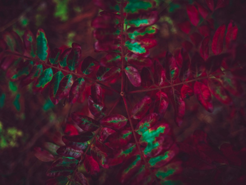 leaves, plant, autumn, carved