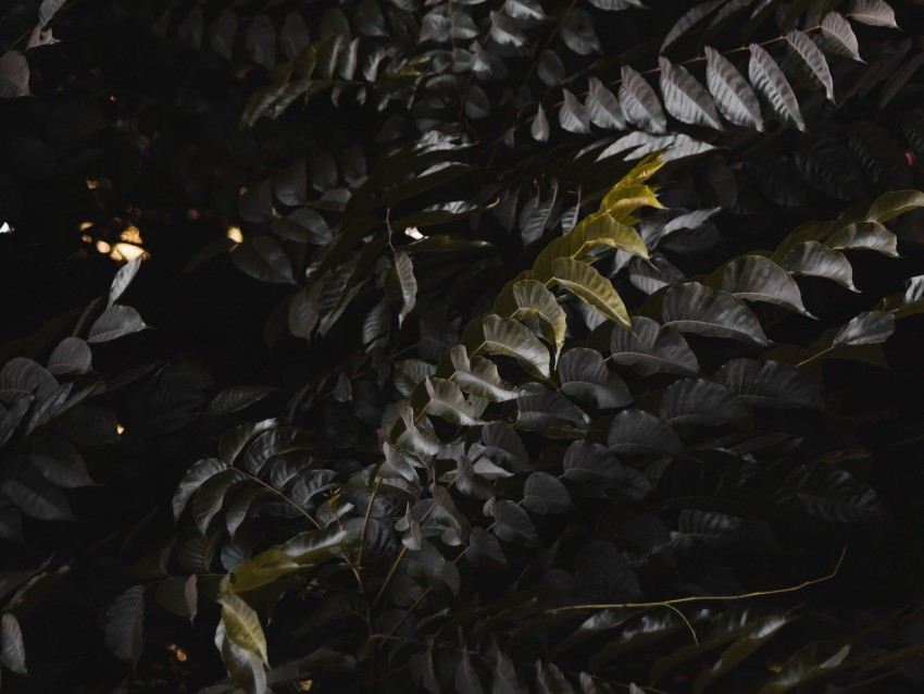 leaves, plant, branches, bush, dark