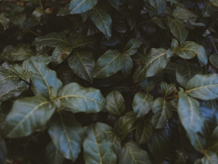 leaves, plant, bush, green