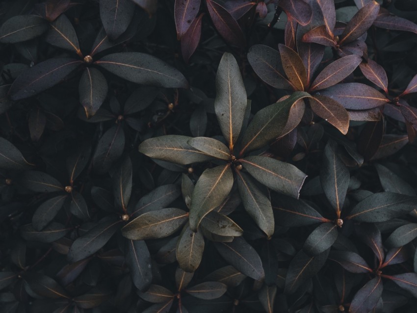 Leaves Plant Bush Green Gray Dark Background