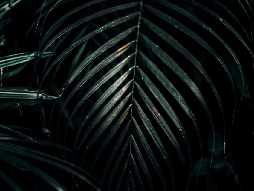 leaves, plant, carved, dark, green