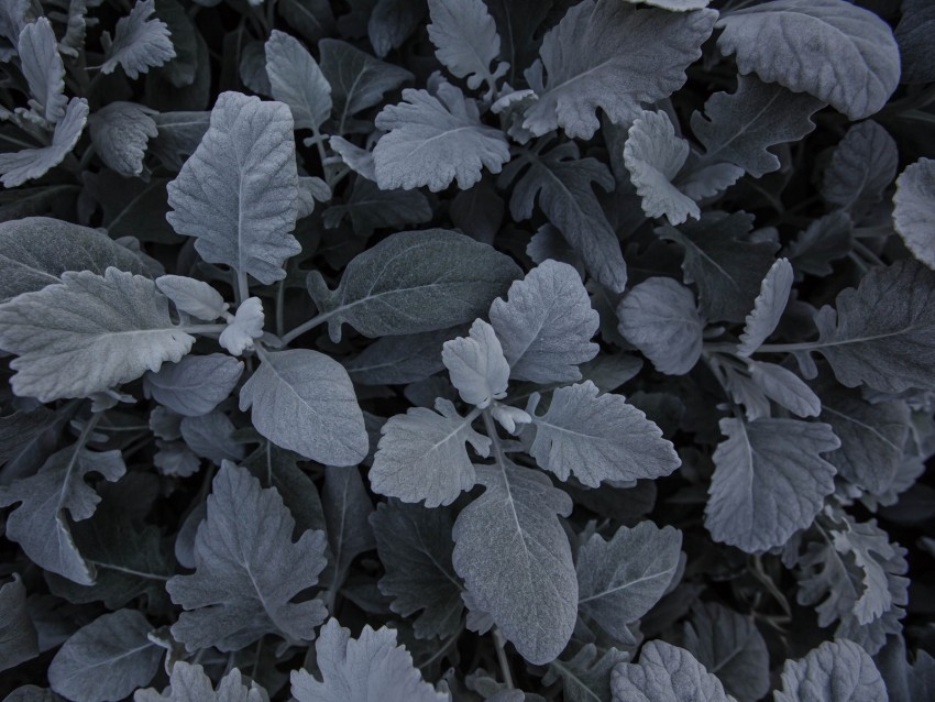 leaves, plant, carved, gray