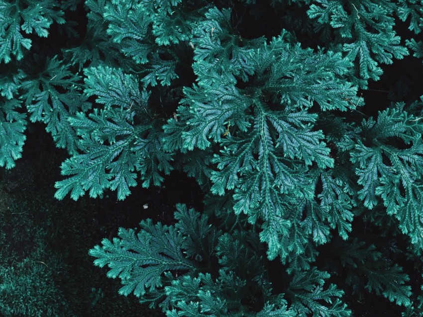 leaves, plant, carved, green, vegetation