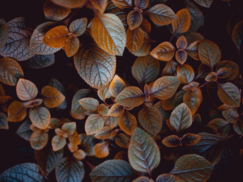 Leaves Plant Carved Macro Bush Blur Background