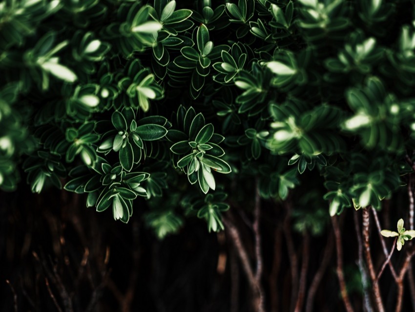 leaves, plant, dark, bush, branches