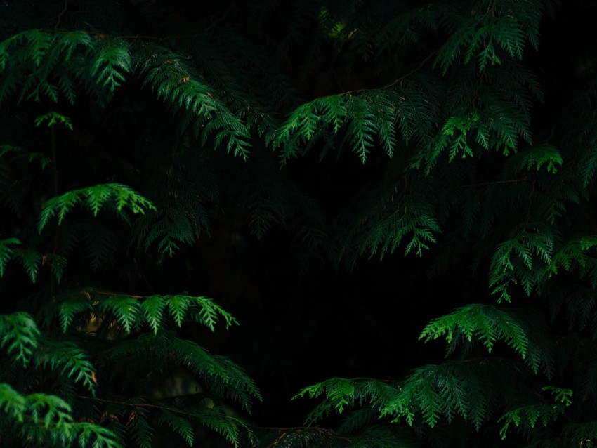 Leaves Plant Dark Carved Branches Background