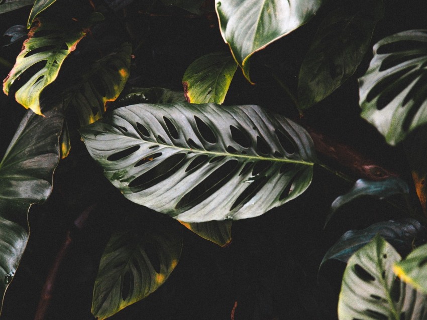 leaves, plant, dark, glossy, tropical, exotic