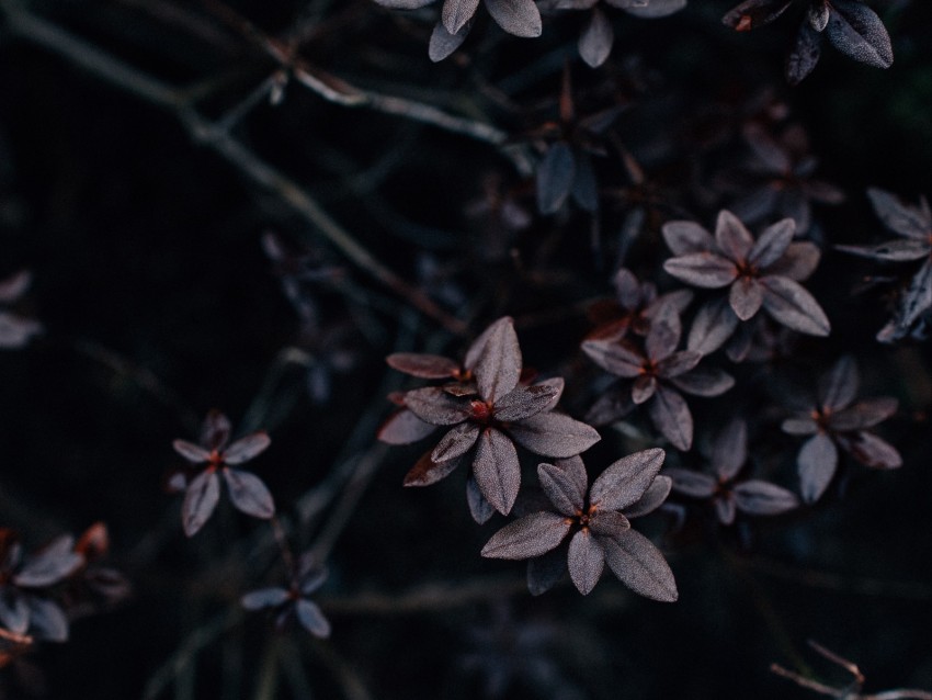 leaves, plant, dark, macro, vegetation