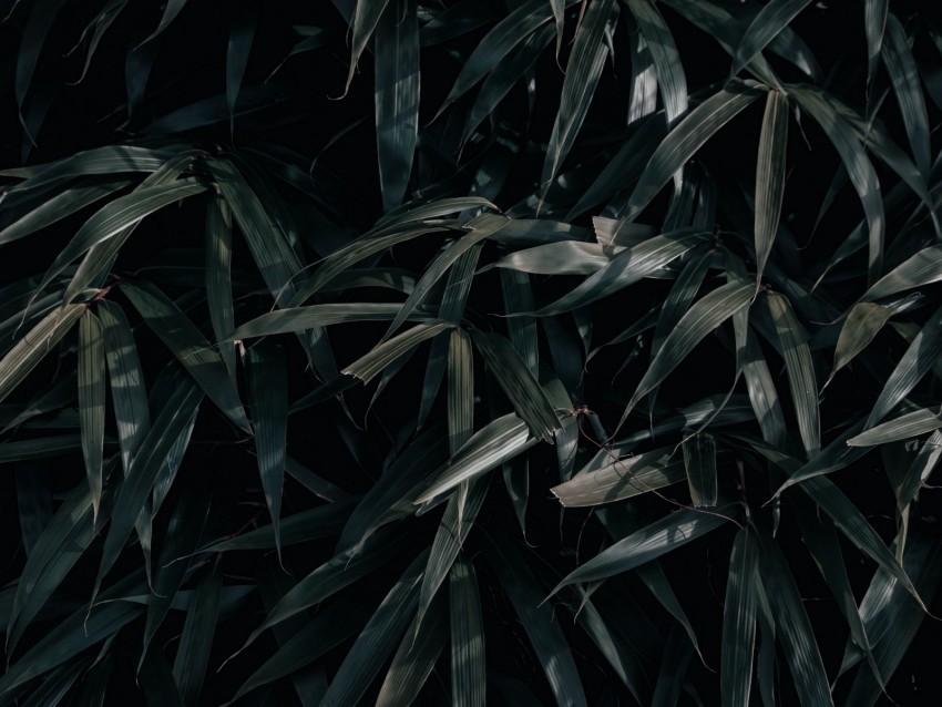 leaves, plant, dark, shadows