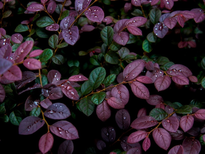 leaves, plant, drops, dew, moisture