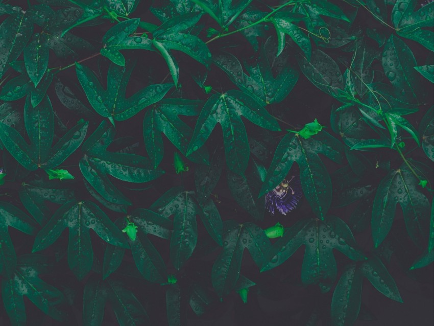 leaves, plant, drops, green, flower, wet