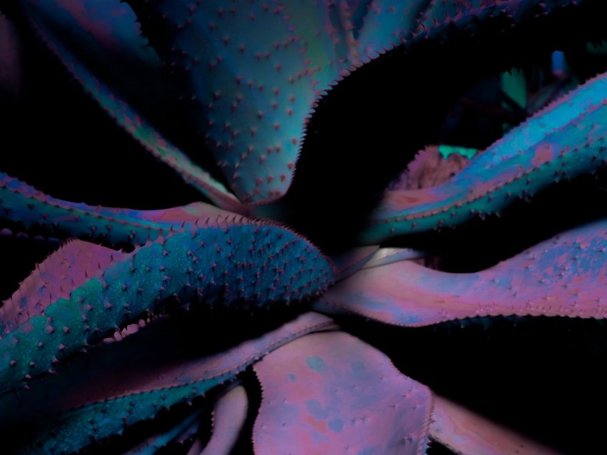 Leaves Plant Flower Spines Background