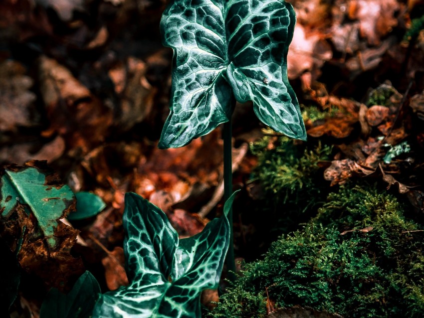 leaves, plant, grass, autumn