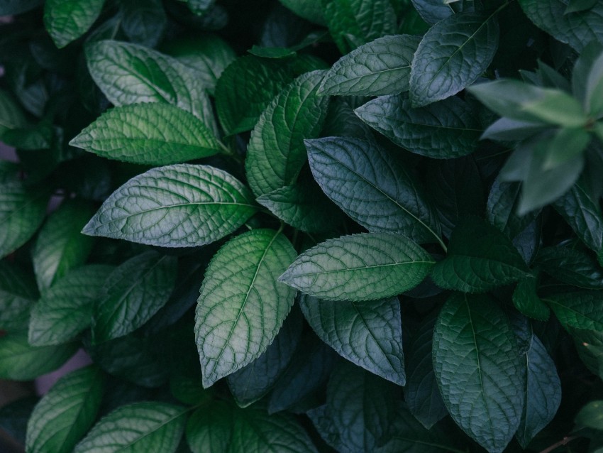 Leaves Plant Green Bush Branches Background