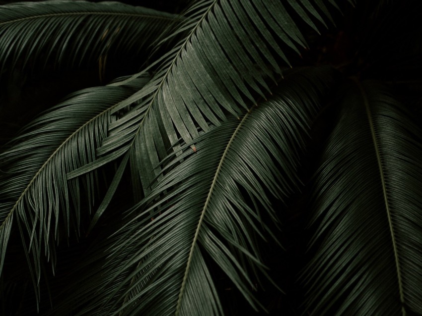 leaves, plant, green, dark, botanical garden