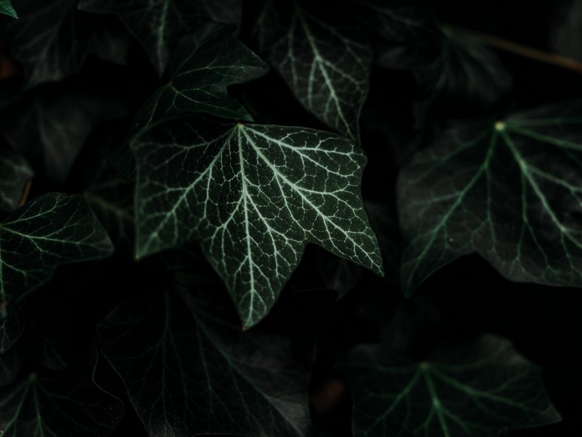 leaves, plant, green, dark, bush