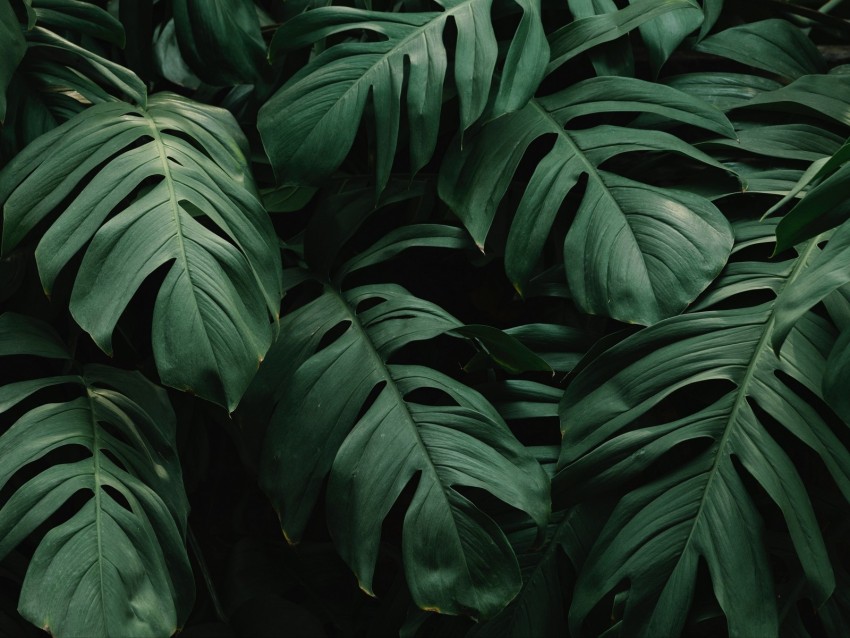 Leaves Plant Green Dark Vegetation Background