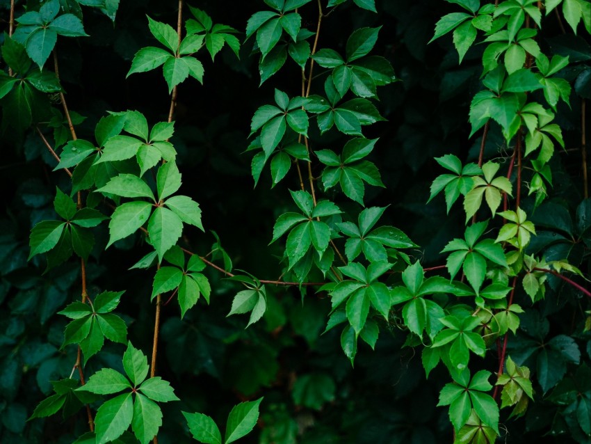 Leaves Plant Green Grapes Vine Background